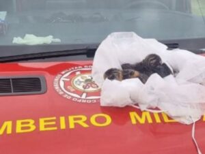 Filhotes de gato desovados em bueiro são salvos pelos bombeiros em Cachoeira