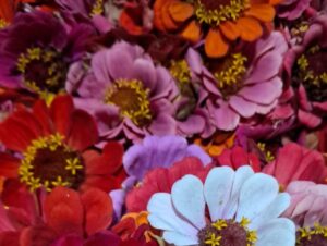 Flores para o Dia das Mães à venda na Feira Livre
