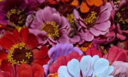 Flores para o Dia das Mães à venda na Feira Livre