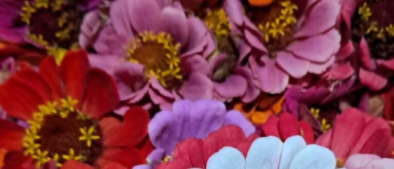 Flores para o Dia das Mães à venda na Feira Livre