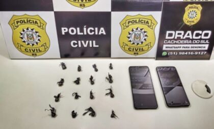 Polícia prende mulher por tráfico no Cristo Rei