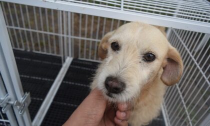 Realidade dos cães no DVS comove visitantes durante o 3º Grito da Adoção