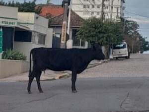 Vaca solta chama a atenção no Centro de Cachoeira do Sul
