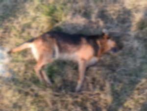 Envenenamento de cão causa indignação no Augusta