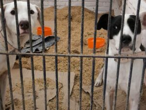 Cães abrigados no Sindicato Rural retornam ao DVS