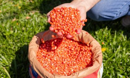 Estado isenta agricultores da Safrinha do Troca-Troca de Sementes
